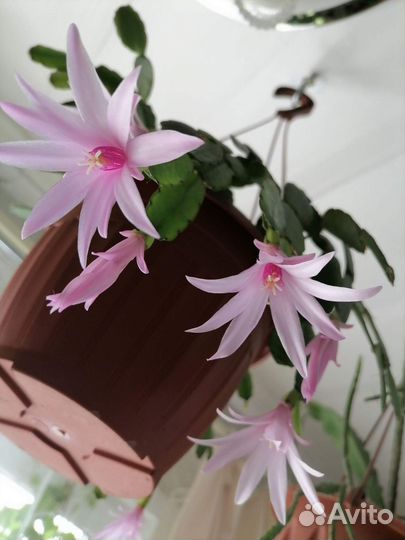 Рипсалидопсис -пасхальник, шлюмбергера -декабрист