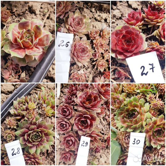 Молодило 60 сортов