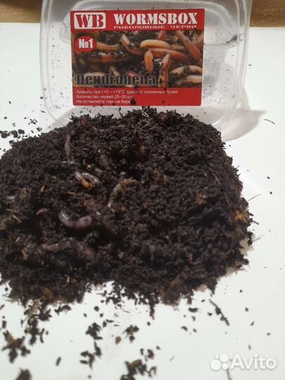 Мотыль, опарыш, черви