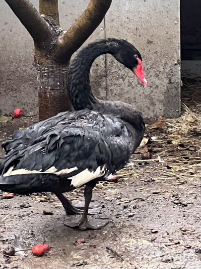 Черные лебеди