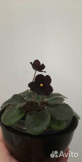 Фиалки, орхидеи, традесканции, хамедореи и др