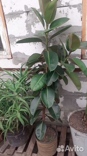 Распродажа