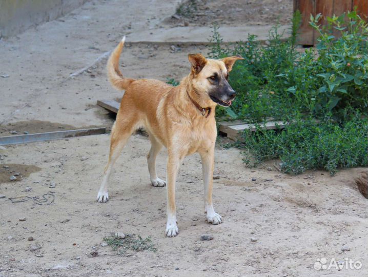 Солнечная девочка в дар