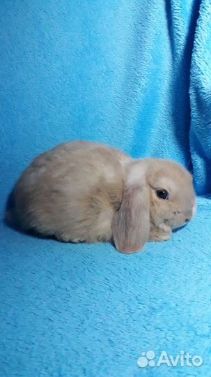 Карликовый кролик