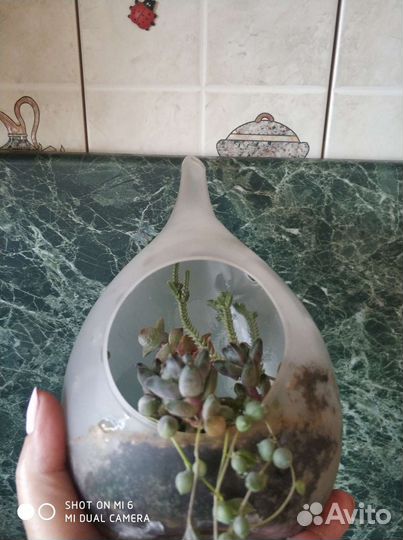 Флорариум капля