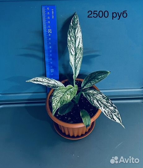 Спатифиллум сенсация вариегатная