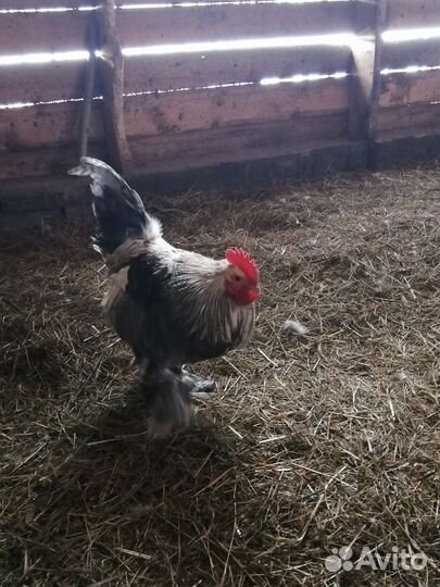 Петух брама