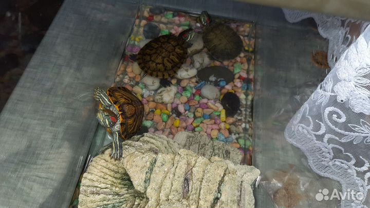 Аквариум с черепахами