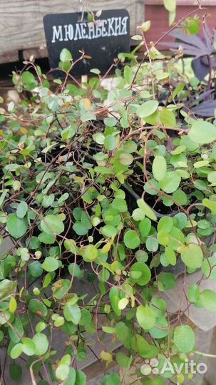 Продам мюленбекию