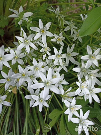 Многолетники садовые