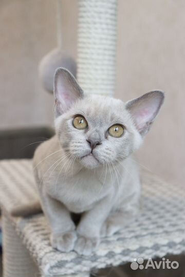 Котята Европейской бурмы