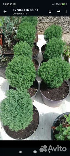 Хвойные и декоративные растения