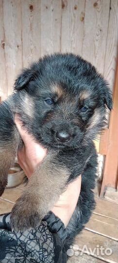 Немецкая овчарка