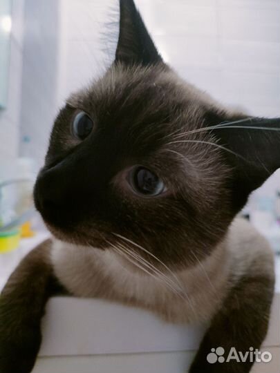 Котик в добрые руки