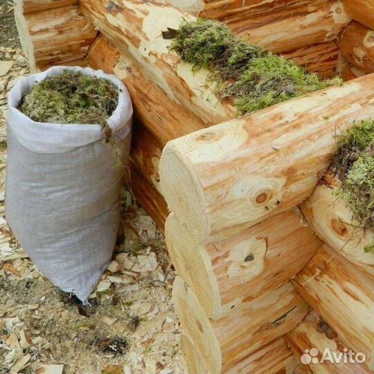 Мох сфагнум