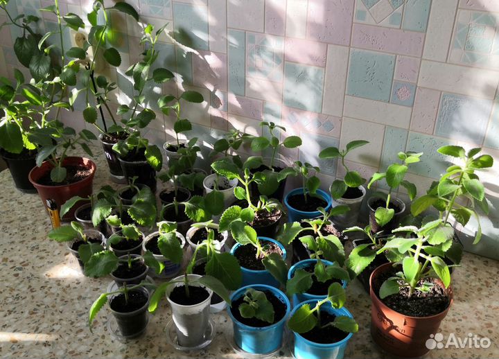 Мята, плектрантус