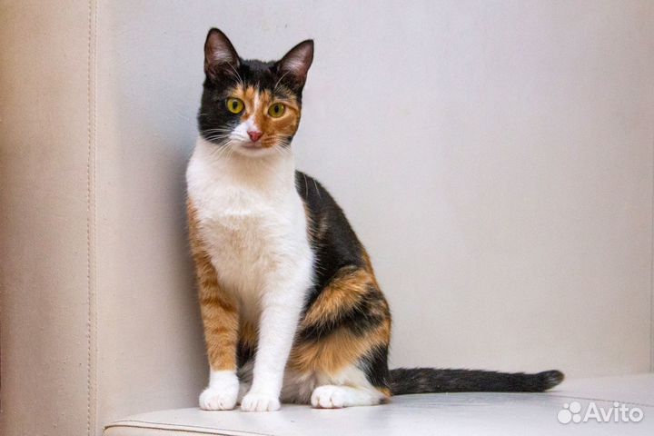 Трёхцветная кошечка в добрые руки, 1 годик