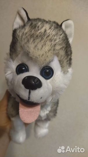 Собака хаски с поводком