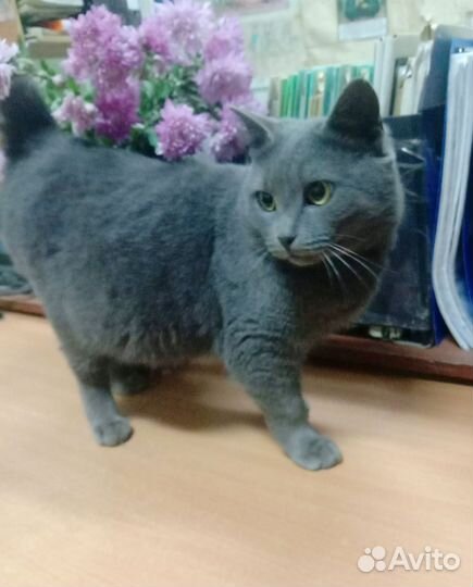 Ласковое чудо