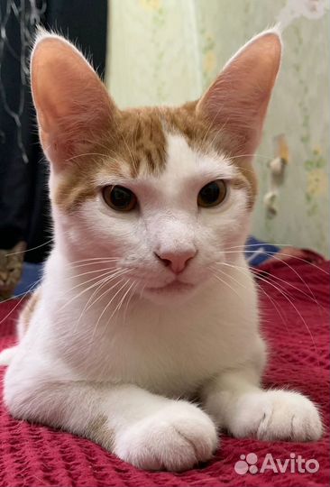 Отдам кота Рыжика в добрые руки