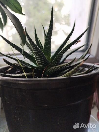 Цветы обмен