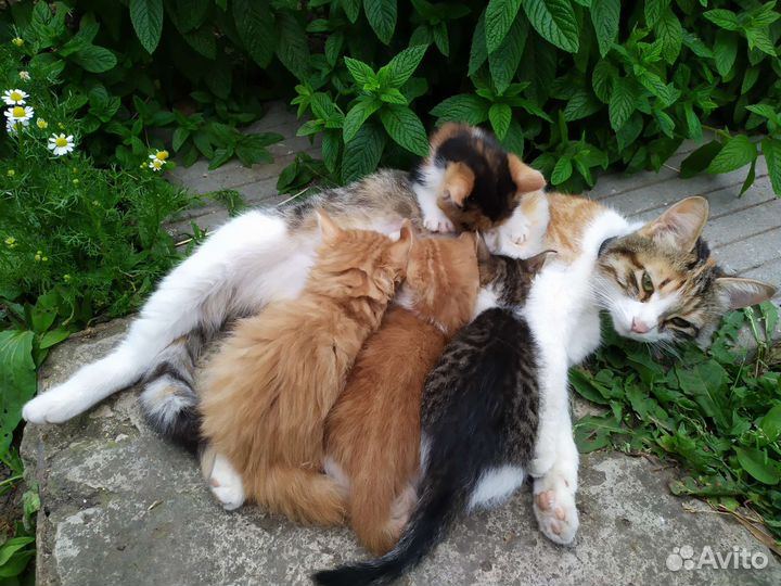 Котята в добрые руки