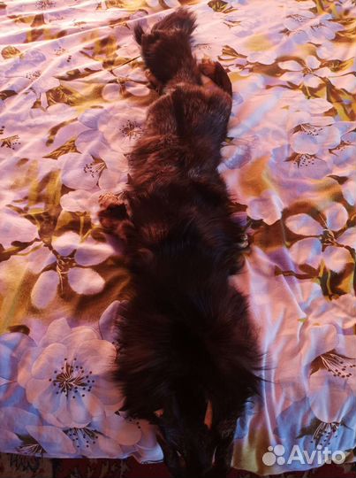 Шкурка лисы чернобурки