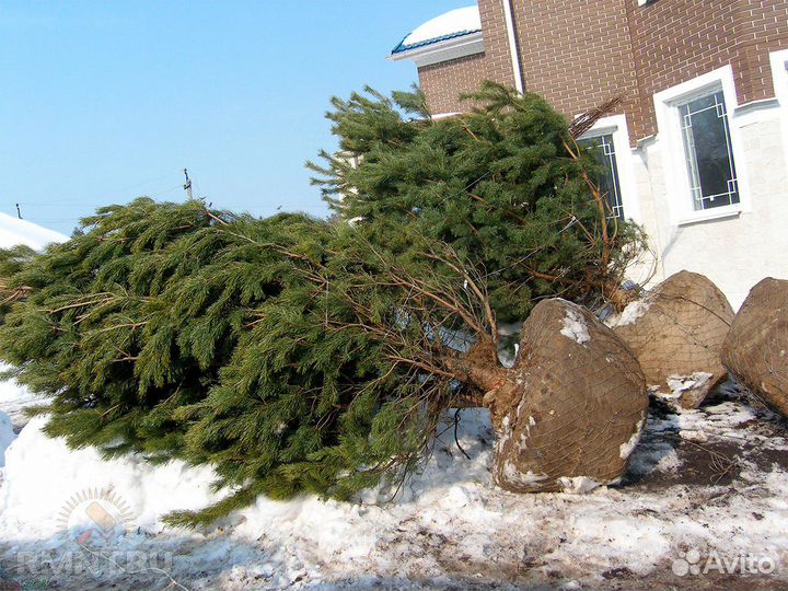 Саженцы, клена,дуб,сосны, березы, липы,рябина