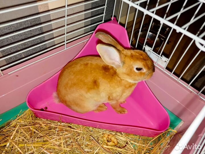 Декоративный кролик в дар