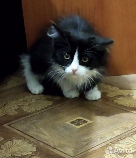 Котенок ищет дом