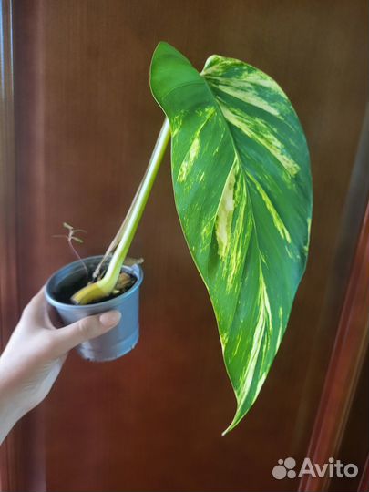 Epipremnum aureum 'Giganteum'