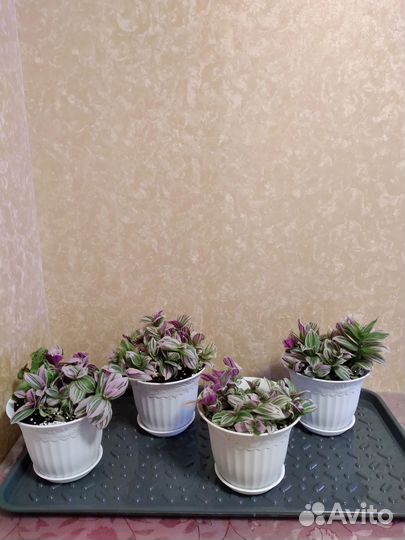 Традесканции сортовые