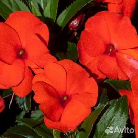 Рассада летников оптом и в розницу