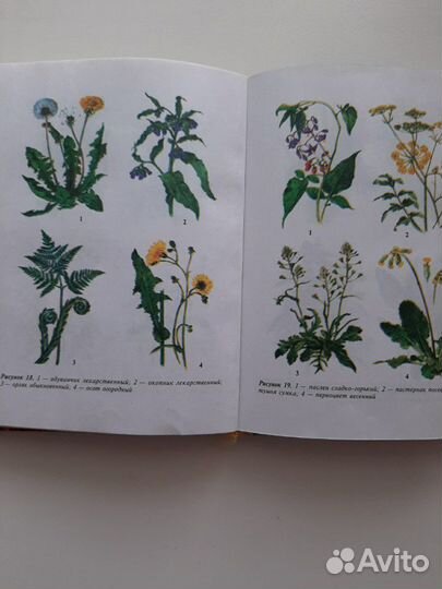 Лекарственные растения