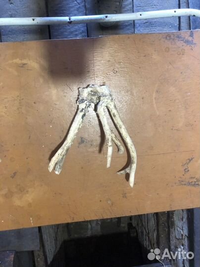 Рога косули