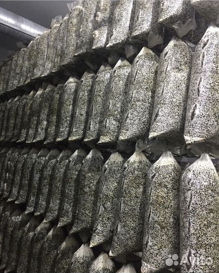 Грибные блоки вешенка