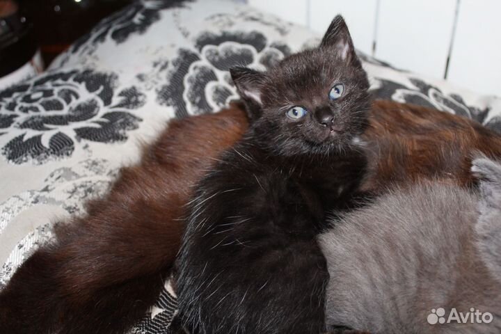 Котенок в добрые руки