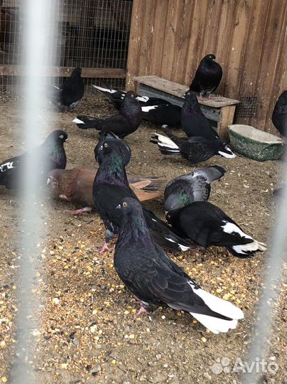 Голуби Николаевские