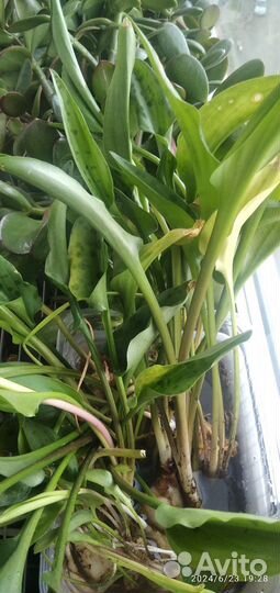 Спалафитум