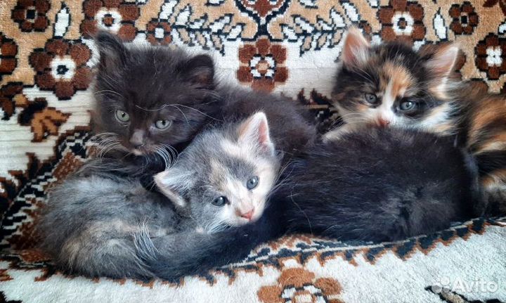 Котята в добрые руки бесплатно