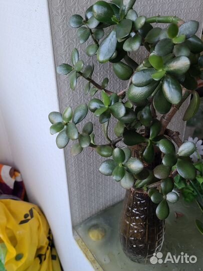 Денежное дерево толстянка в горшке