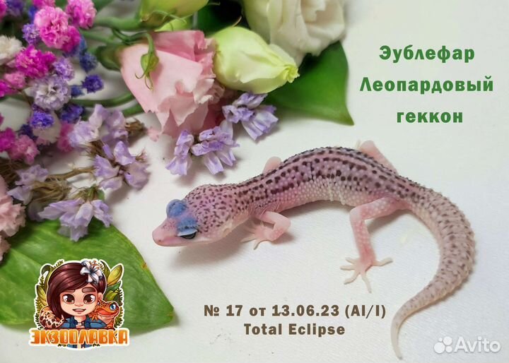 Эублефары малыши и подростки