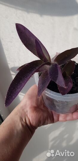 Традесканция пурпурная