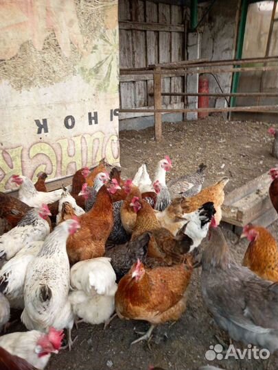 Яйцо домашнее куринное