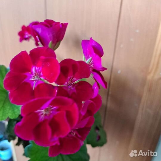 Герань пеларгония