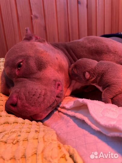 Щенки питбуля