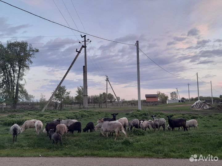 Овцы бараны