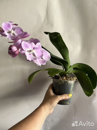 Орхидея фаленопсис биг лип