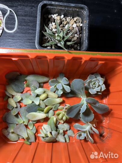 Набор суккулентов
