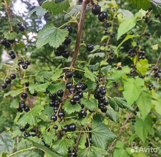 Кусты черной смородины